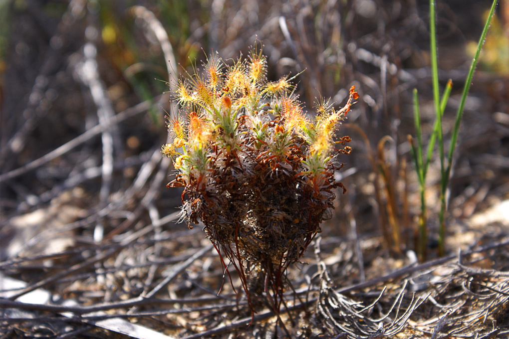 Drosera scorpioides 