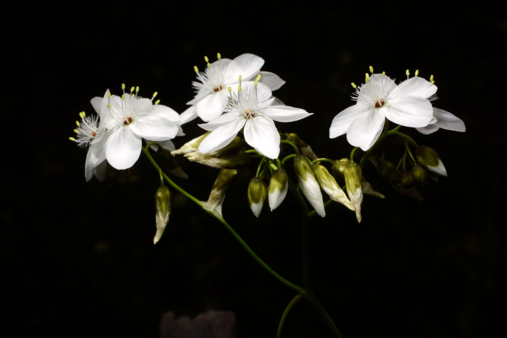 Sundew in flower, Drosera pallida