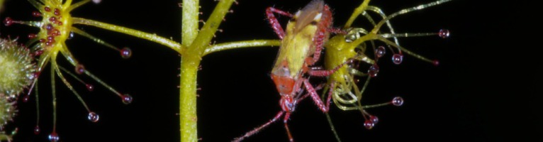 Setocoris Wanzen auf australischen Drosera und Byblis