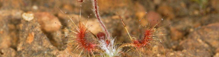 Drosera scorpioides