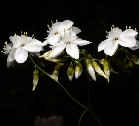Die klimmenden Drosera-Arten – Sonnentaue auf dem Weg nach oben