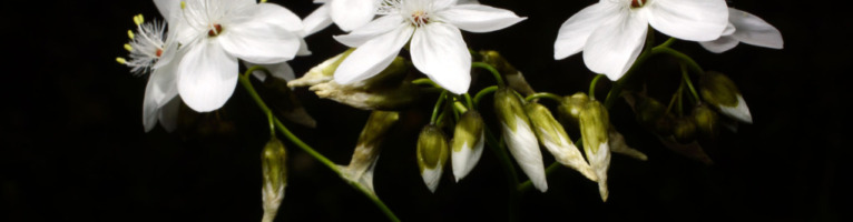 Die klimmenden Drosera-Arten – Sonnentaue auf dem Weg nach oben